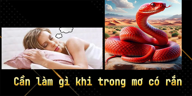 Cần làm gì khi trong mơ có rắn